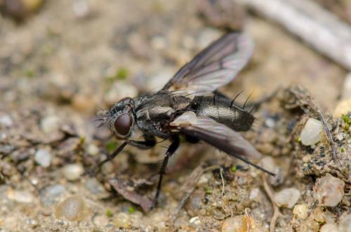 Periscepsia carbonaria